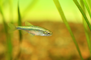 Golden venus chub (Hemigrammocypris rasborella) in Japan