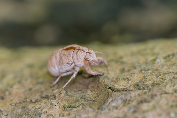 Cicada Slough