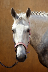 Andalusian horse on the dark wall background
