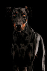 Fototapeta premium Dobermann Pinscher Portrait auf Schwarz