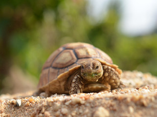 turtle