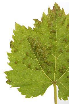 Disease of the plants- Sick vine leaf with powdery Mildew