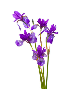Beautiful bouquet of iris flower isolated on white