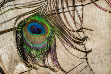 peacock feathers, decoration, beauty