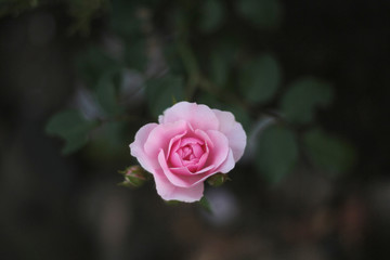 pink rose