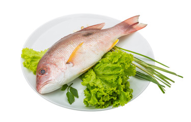 Raw red snapper