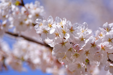 Obraz premium 桜