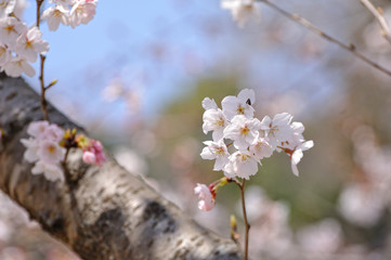 桜