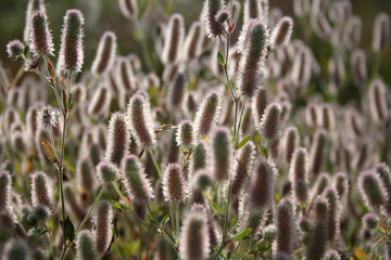 bur plant