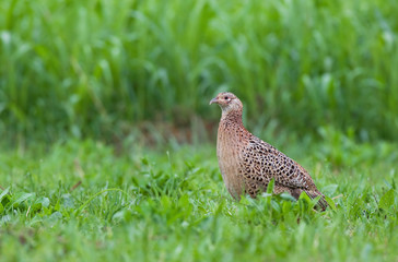 Female pheasant