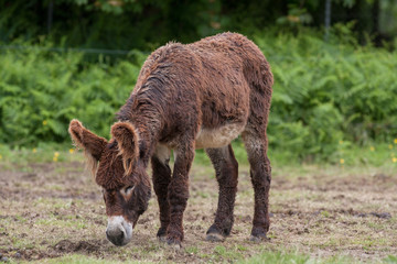 Ane du Poitou  - Equus asinus - en train de brouter © guitou60