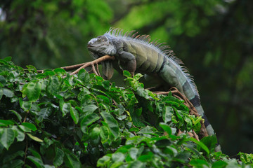 iguana