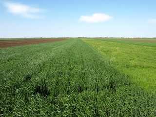 Fototapeta premium green wheat field and blue cloudy sky