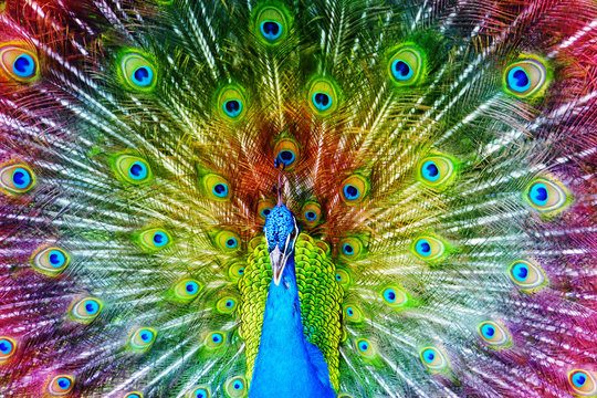 Fototapeta Peacock with Feathers Spread.