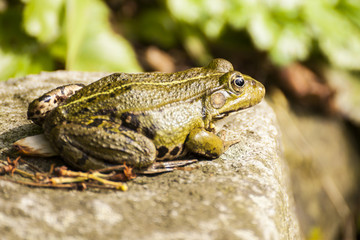 Frosch auf einem Stein sitzend