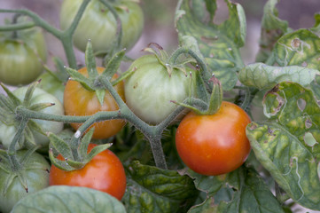 Tomatoes