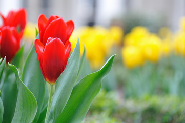 Fototapeta premium チューリップ