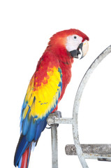 Macaw isolated.