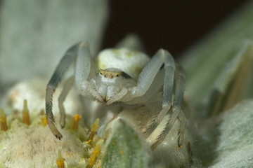 Krabbenspinne, Misumena, vatia,