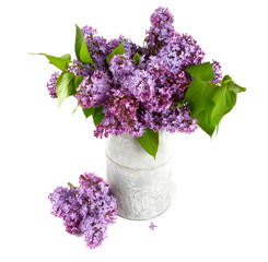 lilac isolated on white