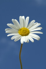 Margariten; Wiesen-Margeriten; Leucanthemum; vulgare;