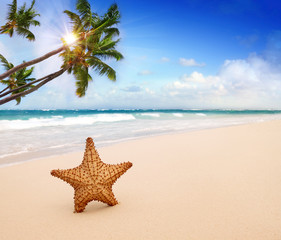 Fototapeta na wymiar Starfish with ocean , beach and seascape.