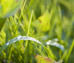 Роса на траве