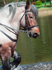 Portrait of Belgian draught horse in lake.