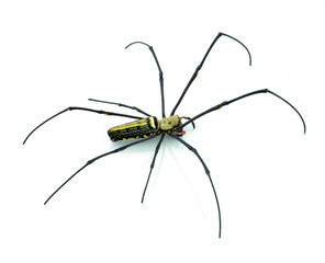 Macro shot of a brown recluse spider on white