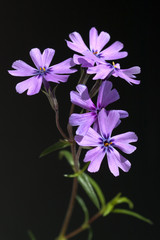 Polsterphlox, Moos-Phlox,