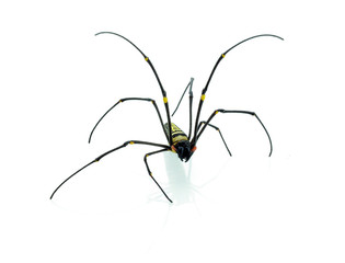 Macro shot of a brown recluse spider on white