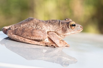 Frog sit on a car