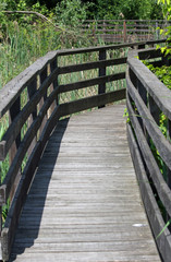 wooden walkway for visiting natural oasis in the reeds of a natu