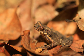 Kelaart's dwarf toad (Adenomus kelaartii) in Kitulgala forest, S