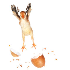 Chick Jumping Out Of Its Egg