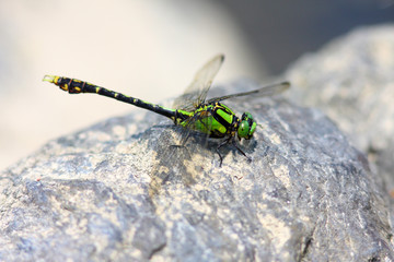 Nihonogomphus viridis dragonfly 