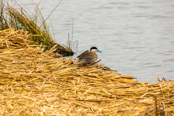 Aquatic seabirds in lake Titicaca National Reservation , Peru