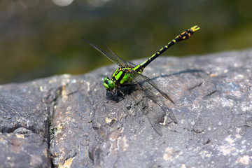 Nihonogomphus viridis dragonfly 