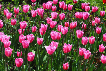 Pink tulips