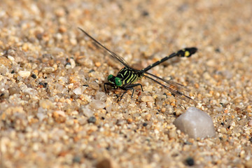 Stylurus oculatus dragonfly in Japan