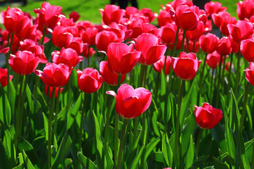 Red tulips
