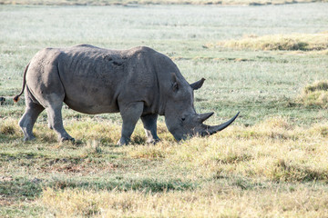 Fototapeta premium rhino