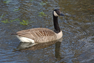 Schwimmende Kanadagans