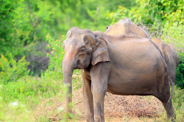 Fototapeta na wymiar Asian elephant (Elephas maximus) in Udawalawe National Park