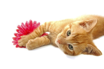 Red kitten