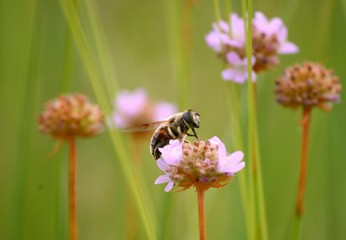 ape su un fiorellino