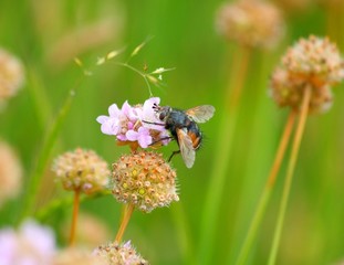 insetto su un fiorellino