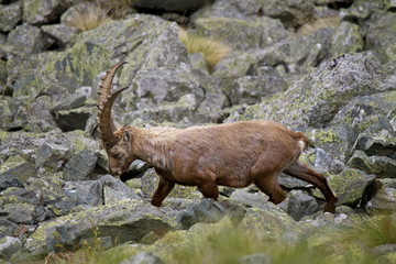 Stambecco