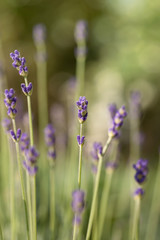 Blühender Lavendel