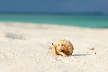 Hermit crab at beach
